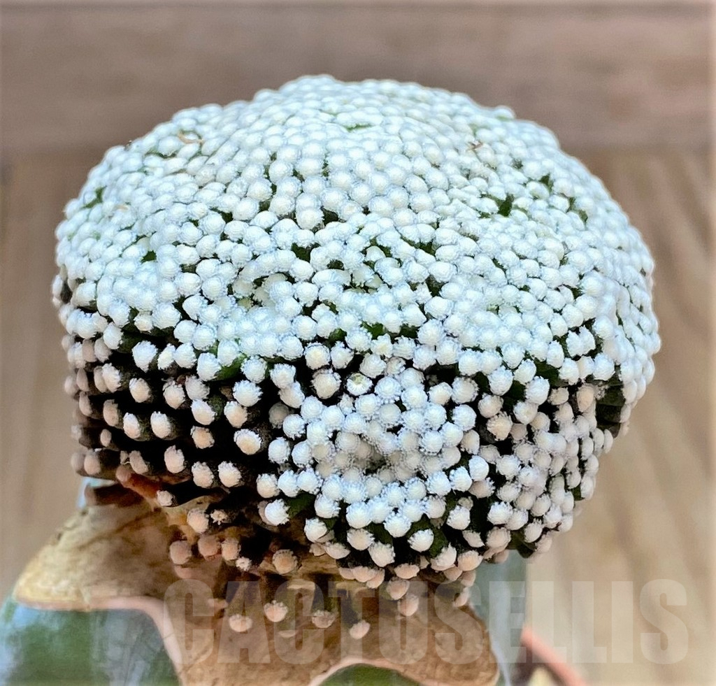 SHPR32476 Mammillaria luethyi, grafted - Image 2