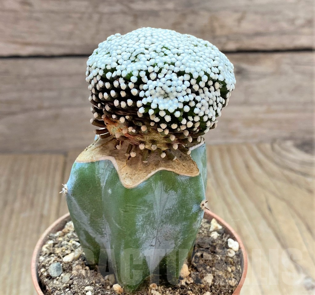 SHPR32476 Mammillaria luethyi, grafted - Image 3