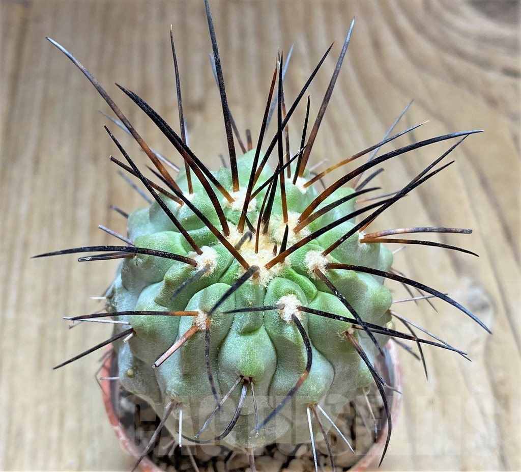SHPR32479 Copiapoa dealbata - Зображення 3
