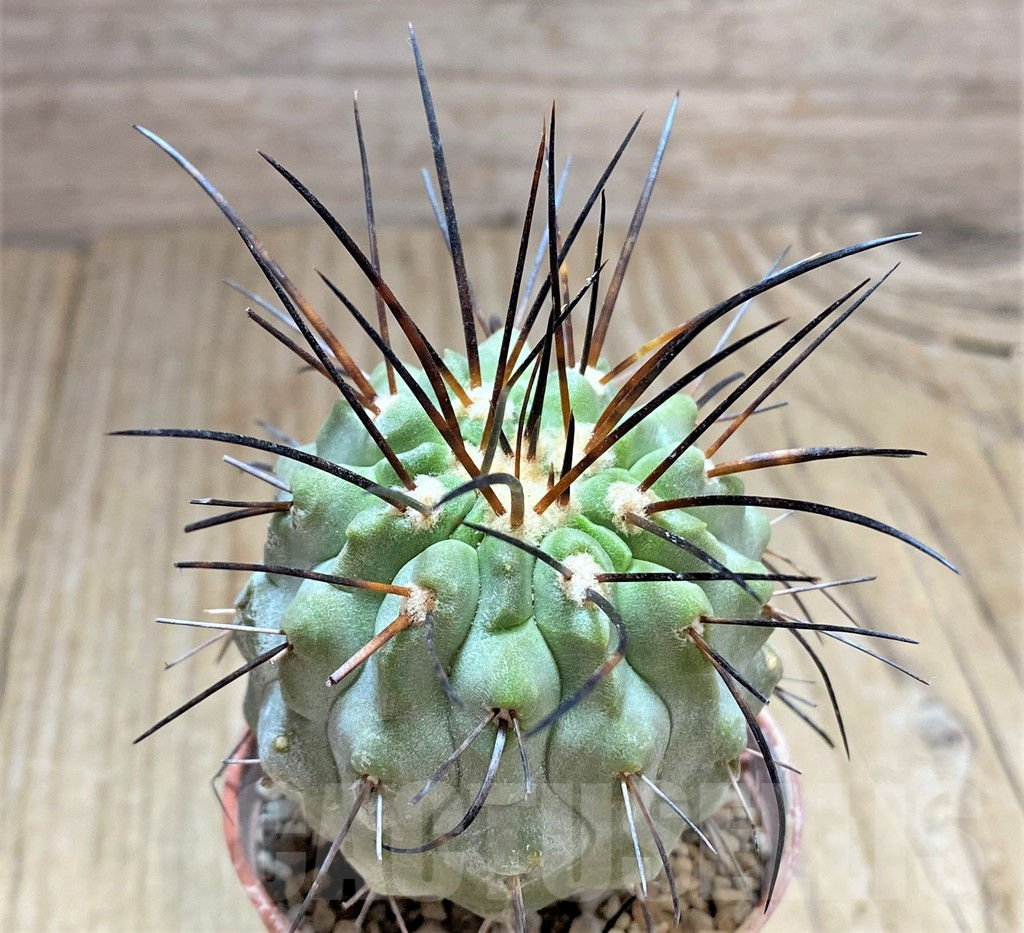 SHPR32479 Copiapoa dealbata