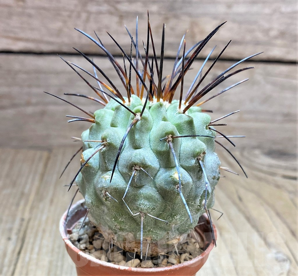 SHPR32479 Copiapoa dealbata - Зображення 2