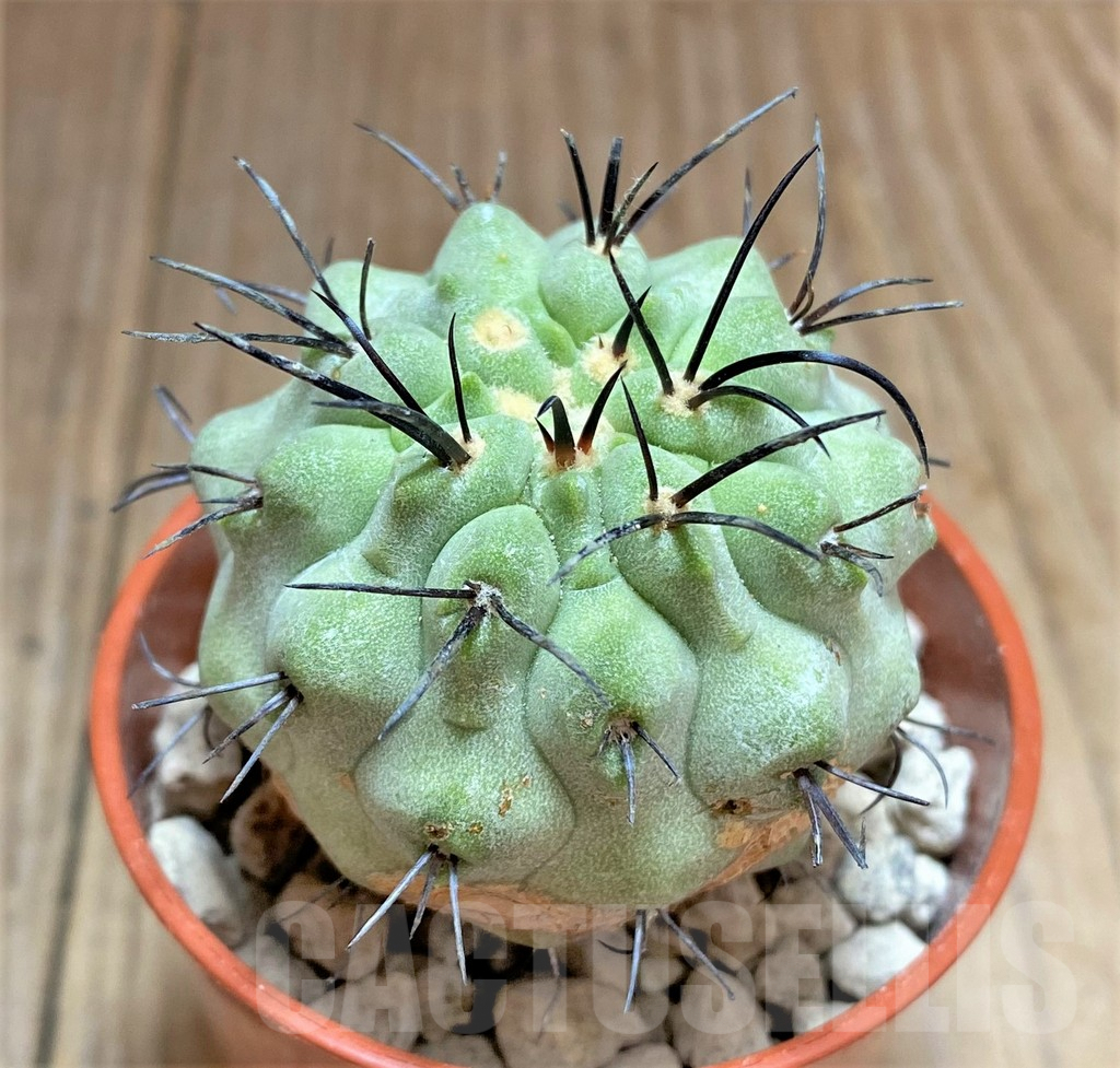 SHPR32480 Copiapoa dealbata v. carrizalensis PHA 2523