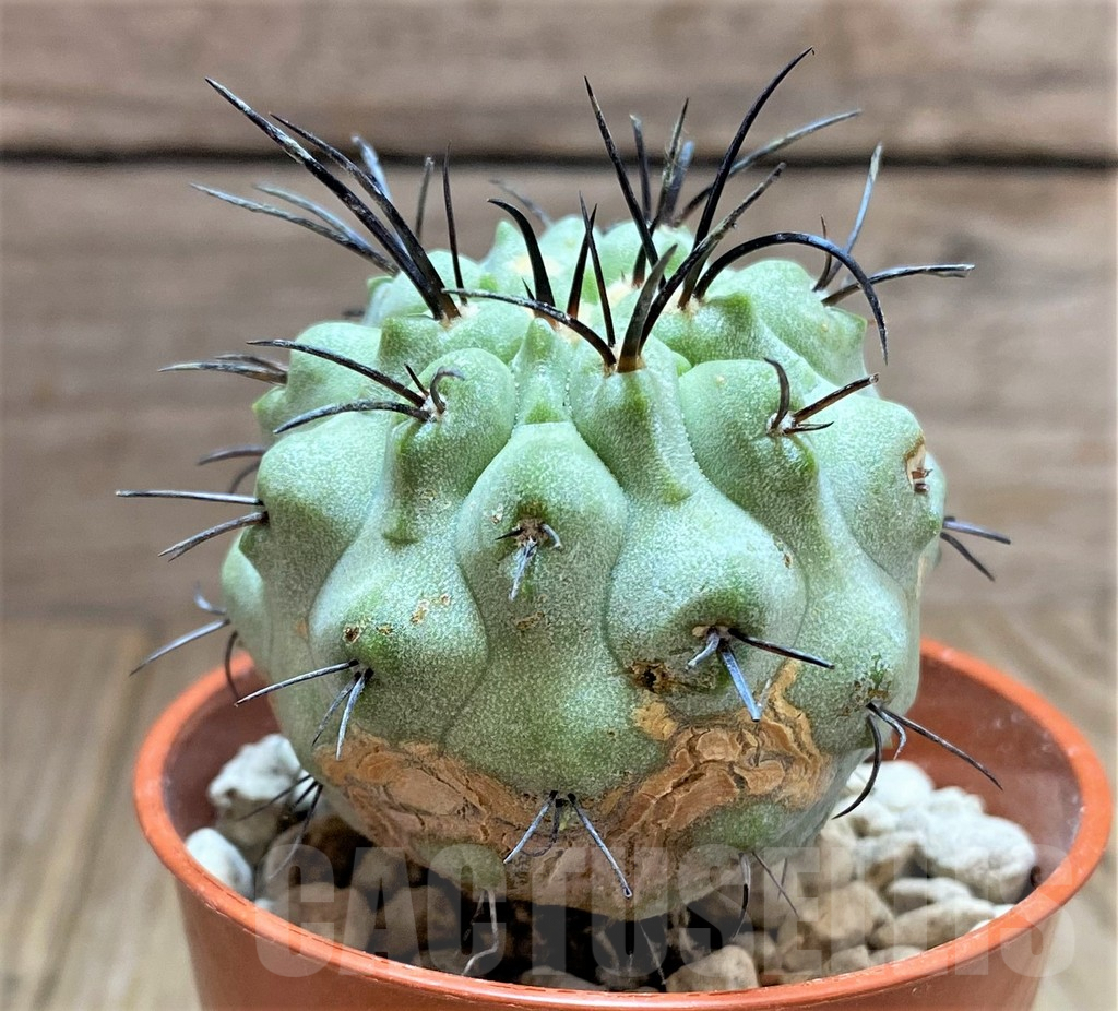 SHPR32480 Copiapoa dealbata v. carrizalensis PHA 2523 - Image 2