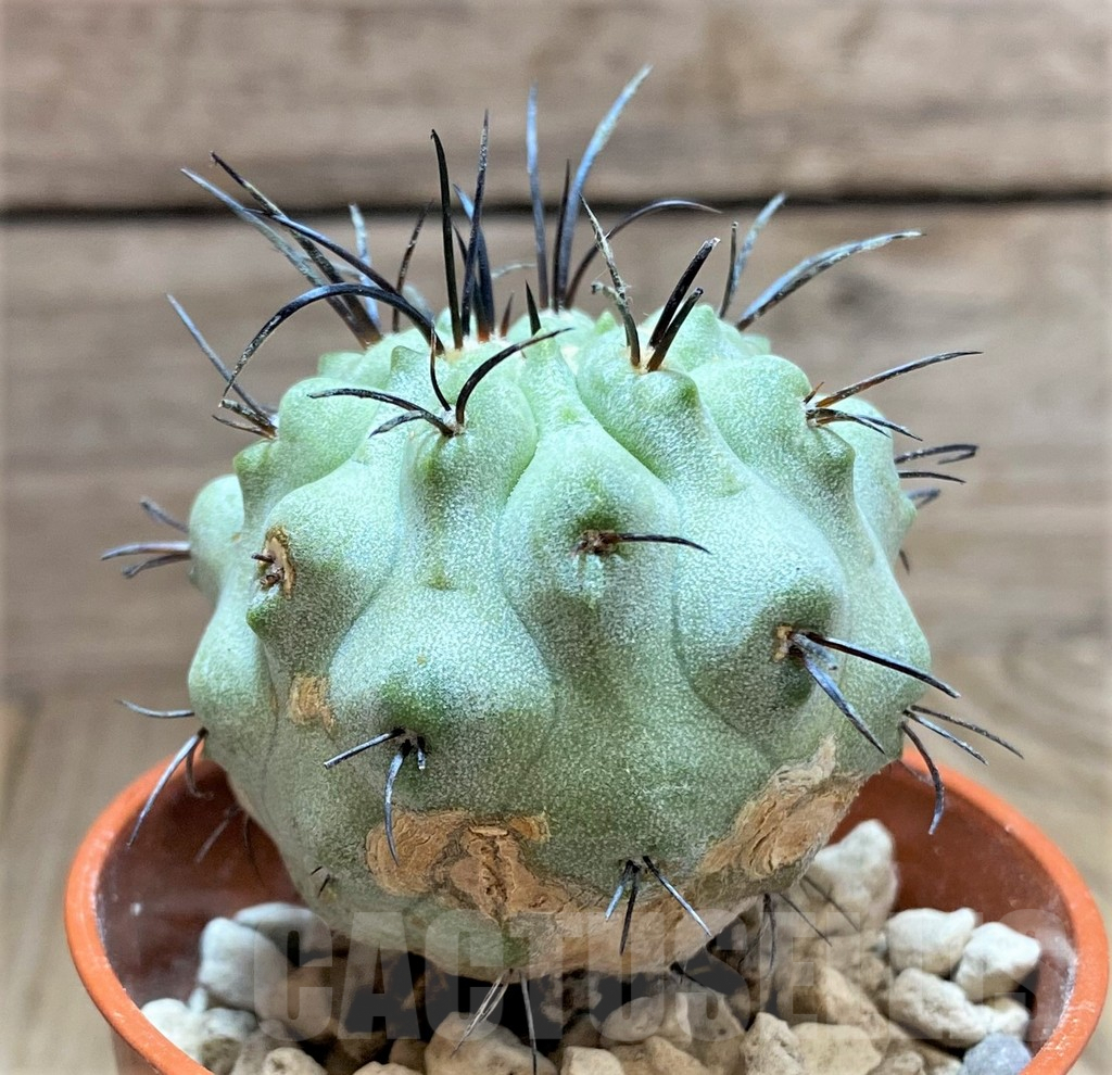 SHPR32480 Copiapoa dealbata v. carrizalensis PHA 2523 - Image 3