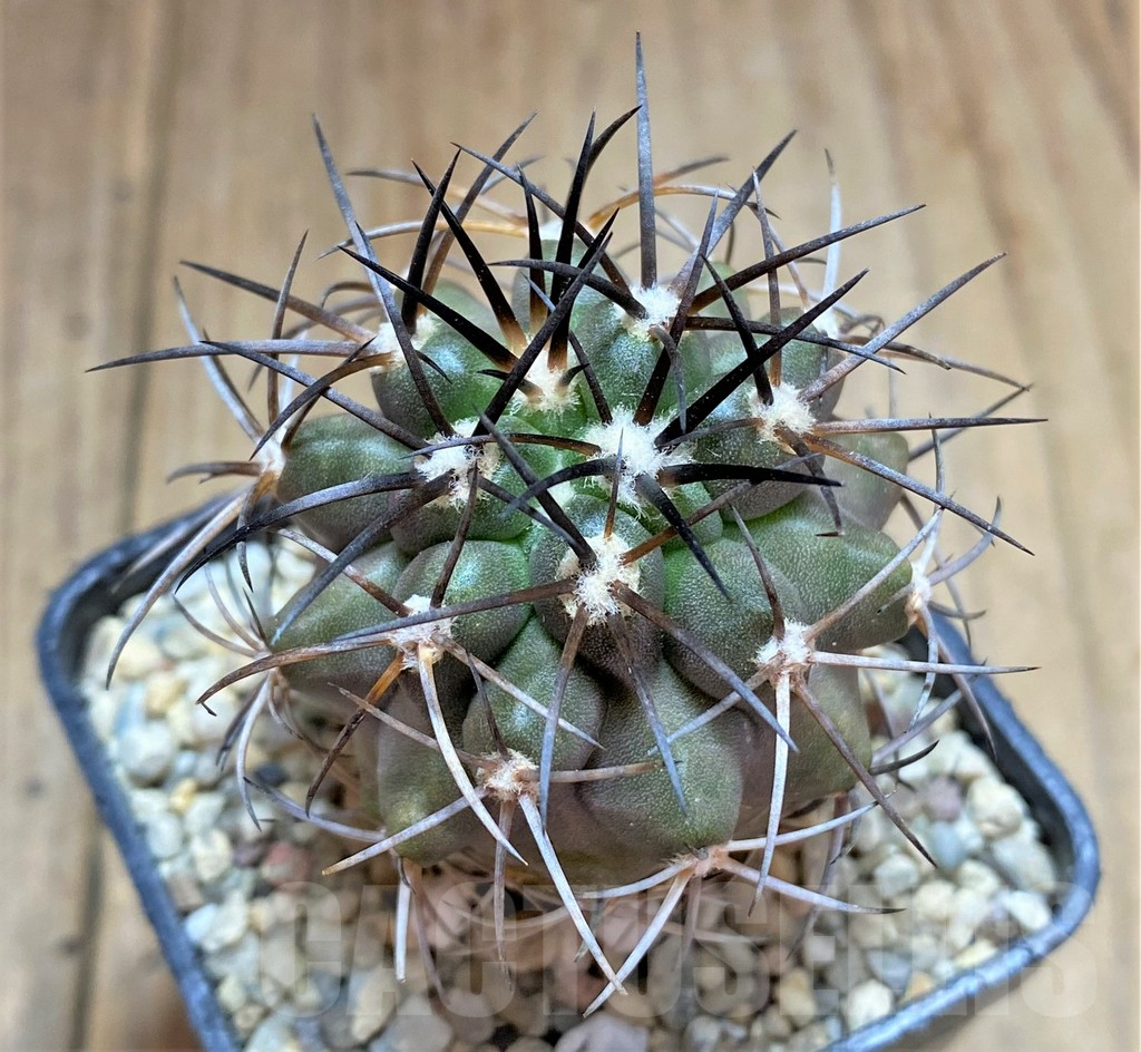 SHPR32481 Copiapoa sp. SAR11331