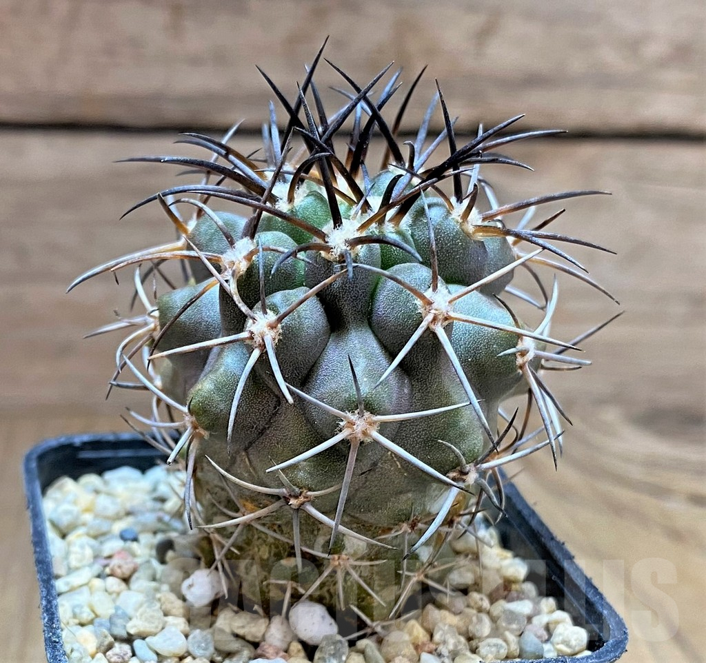 SHPR32481 Copiapoa sp. SAR11331 - Image 2