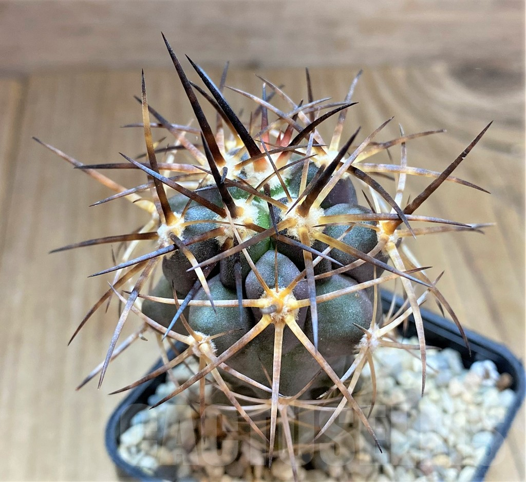 SHPR32482 Copiapoa coquimbana SAR11331