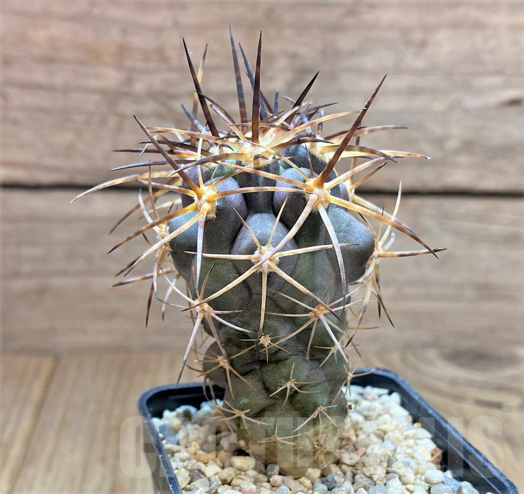 SHPR32482 Copiapoa coquimbana SAR11331 - Image 2