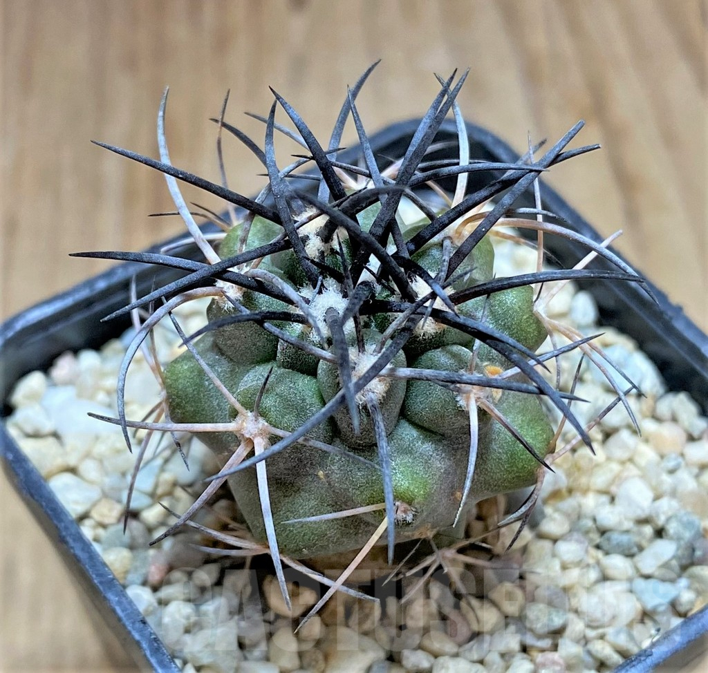 SHPR32483 Copiapoa coquimbana SAR15454