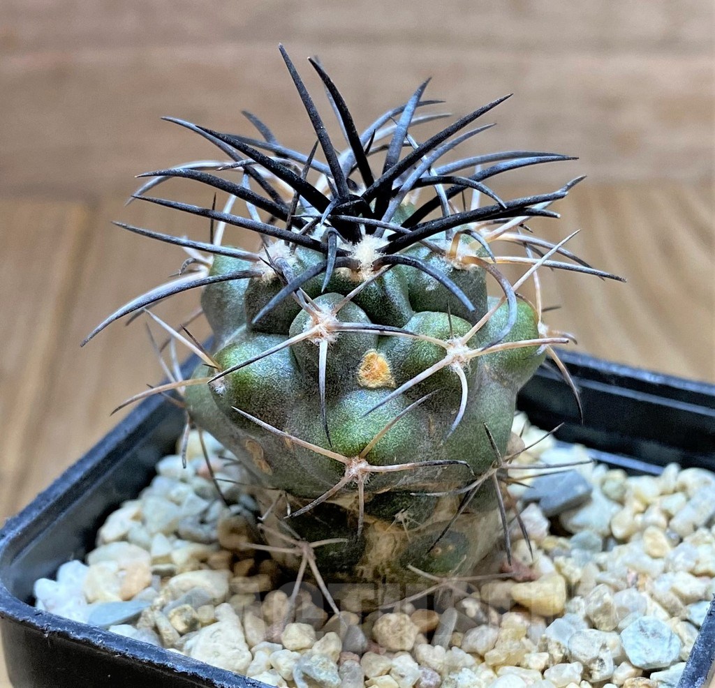 SHPR32483 Copiapoa coquimbana SAR15454 - Image 2