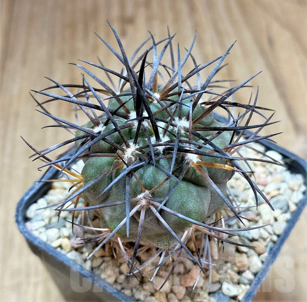 SHPR32484 Copiapoa schulziana SAR4801