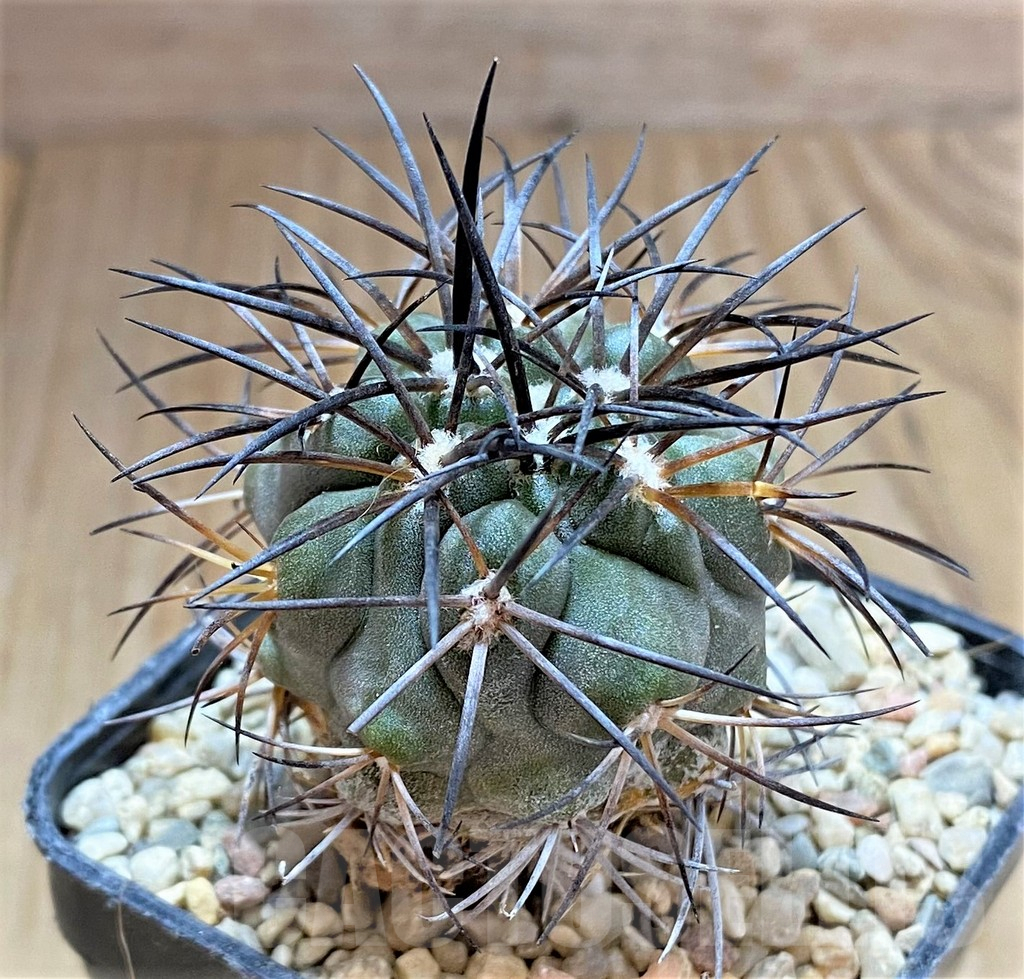 SHPR32484 Copiapoa schulziana SAR4801 - immagine 2