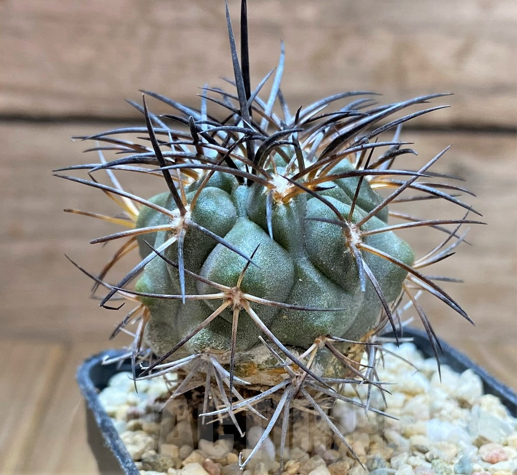 SHPR32484 Copiapoa schulziana SAR4801 - immagine 3