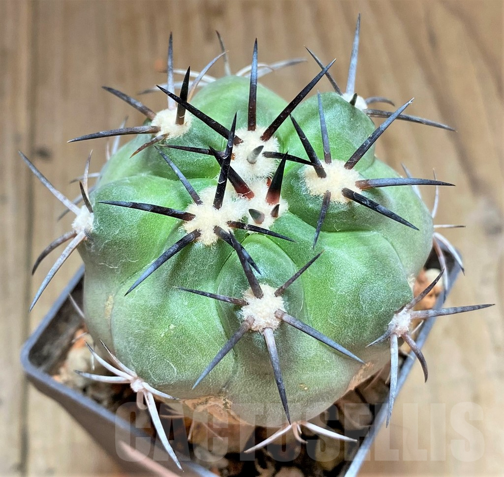 SHPR32485 Copiapoa alticostata PHA2417