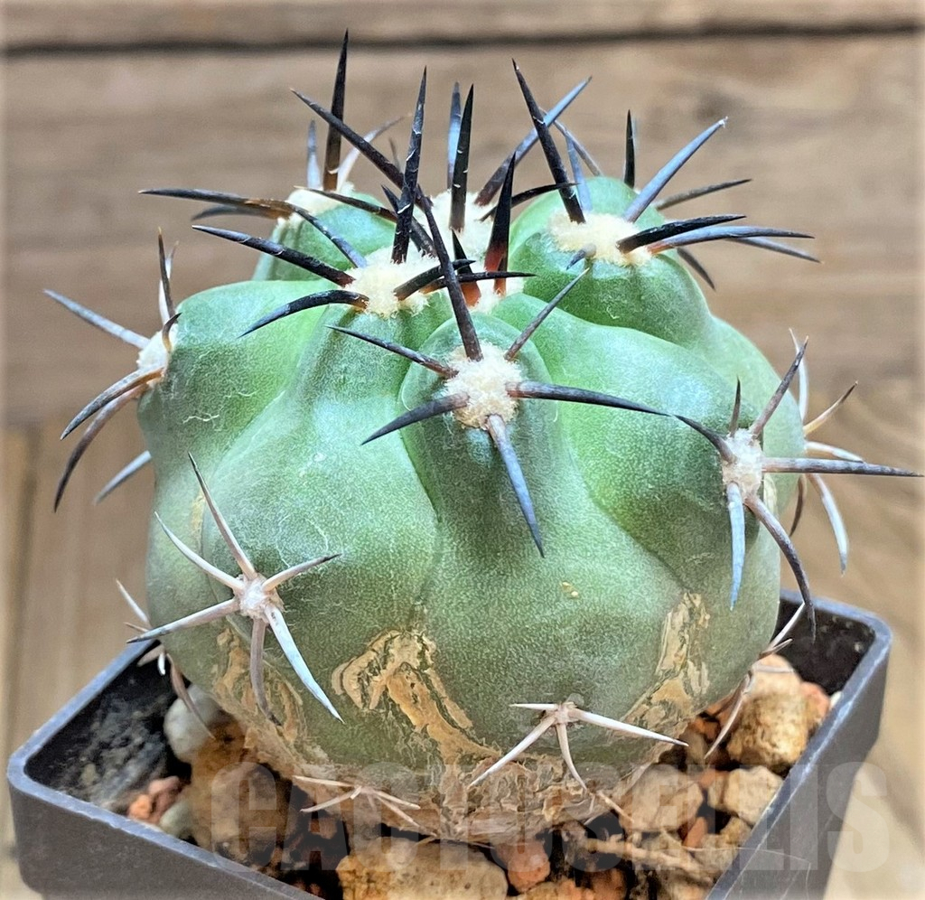 SHPR32485 Copiapoa alticostata PHA2417 - immagine 2