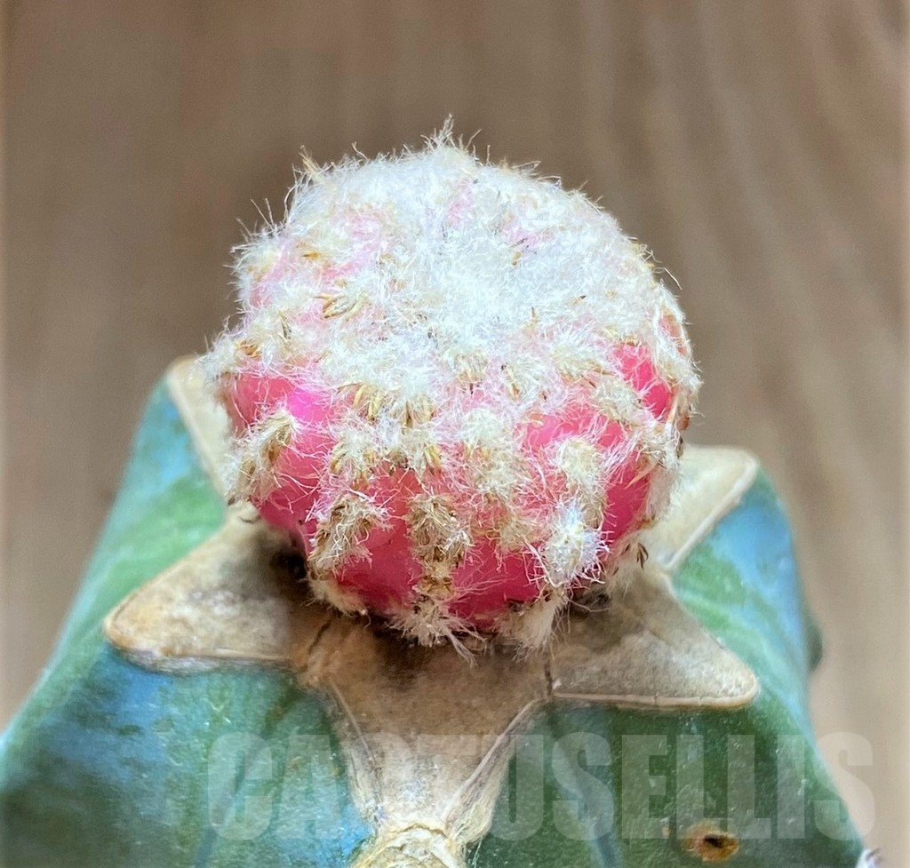 SHPR32491 Discocactus horstii f. variegata, grafted