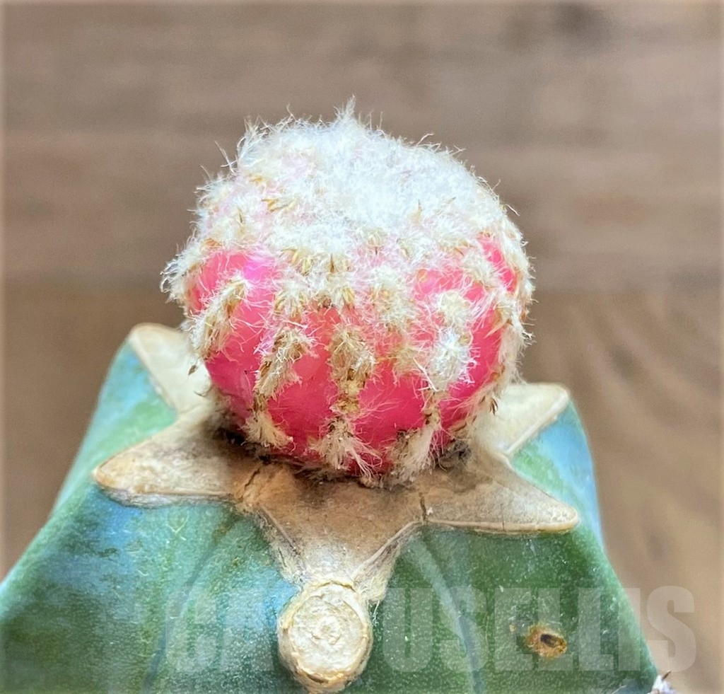 SHPR32491 Discocactus horstii f. variegata, grafted - Image 2