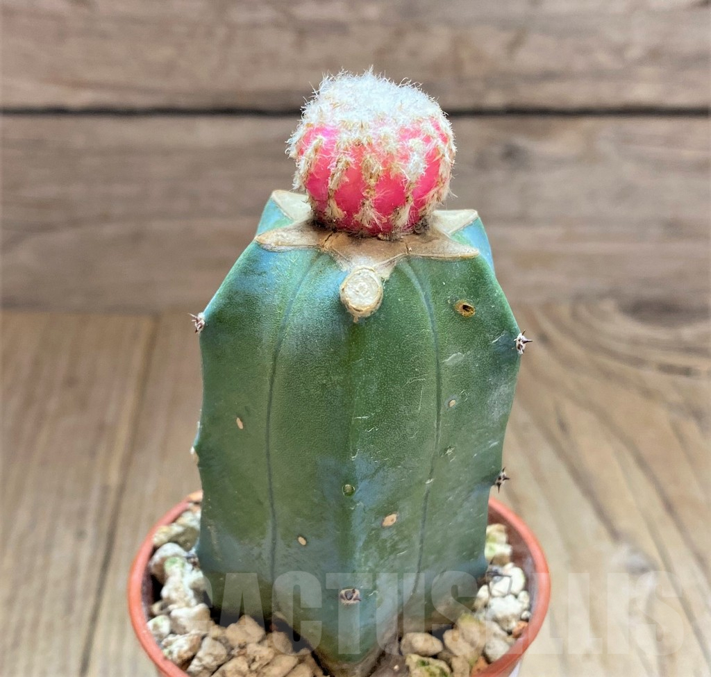 SHPR32491 Discocactus horstii f. variegata, grafted - Image 3