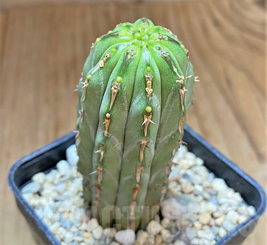 SHPR32493 Euphorbia handiensis