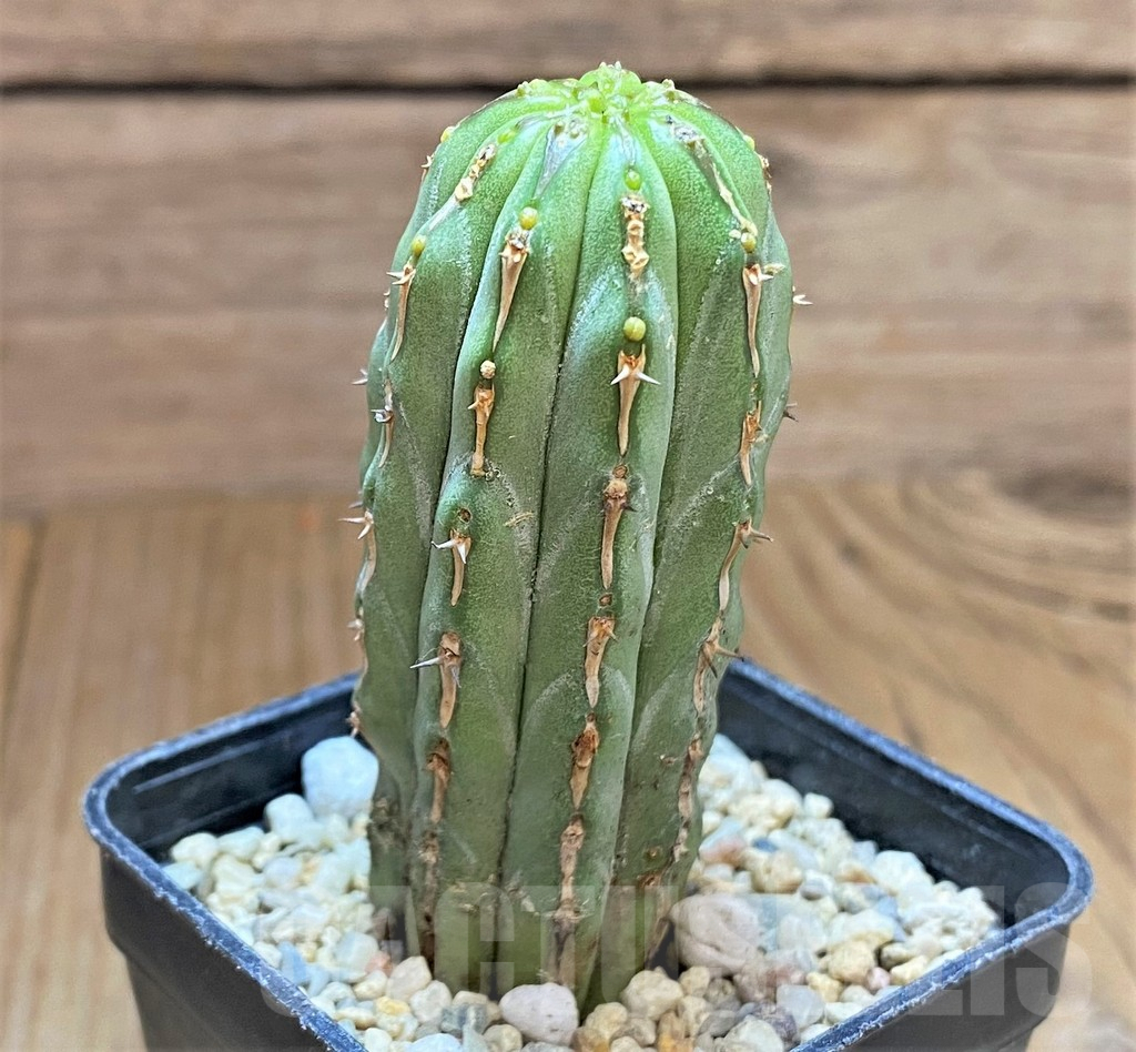 SHPR32493 Euphorbia handiensis - Image 2