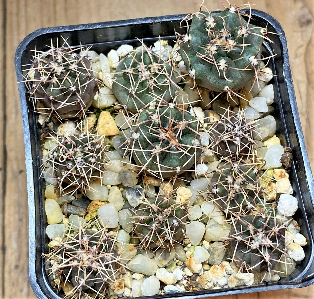 SHPR32501 Gymnocalycium taningaense VG1266, 10 plants