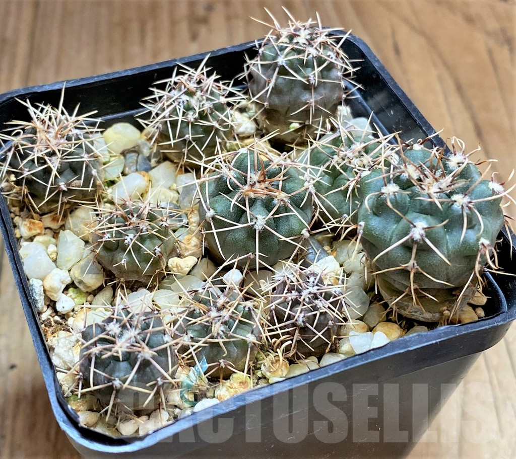 SHPR32501 Gymnocalycium taningaense VG1266, 10 plants - immagine 2