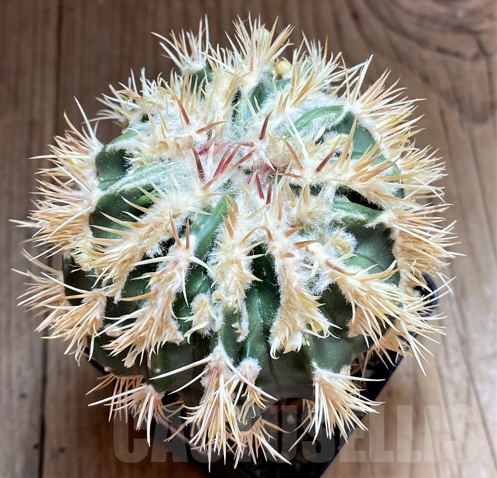 SHPR32507 Homalocephala texensis f. monstrosa, grafted