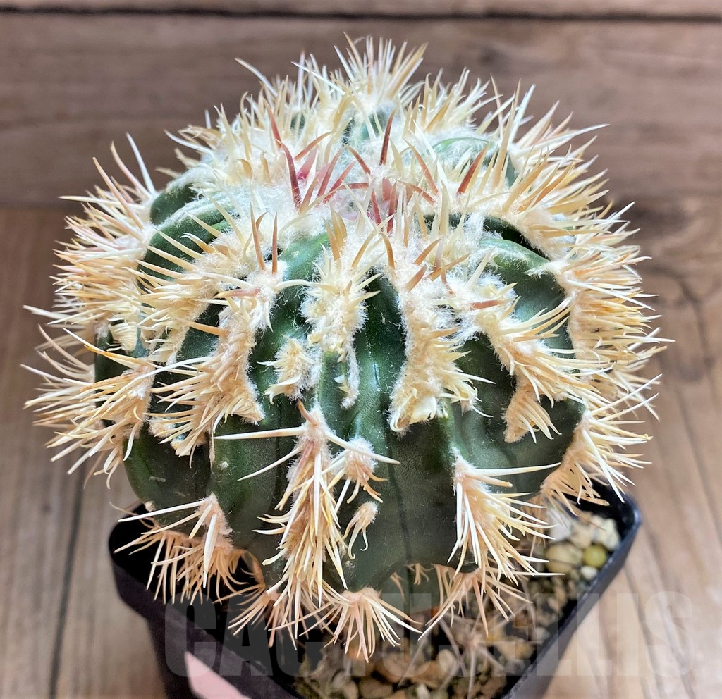 SHPR32507 Homalocephala texensis f. monstrosa, grafted - immagine 2