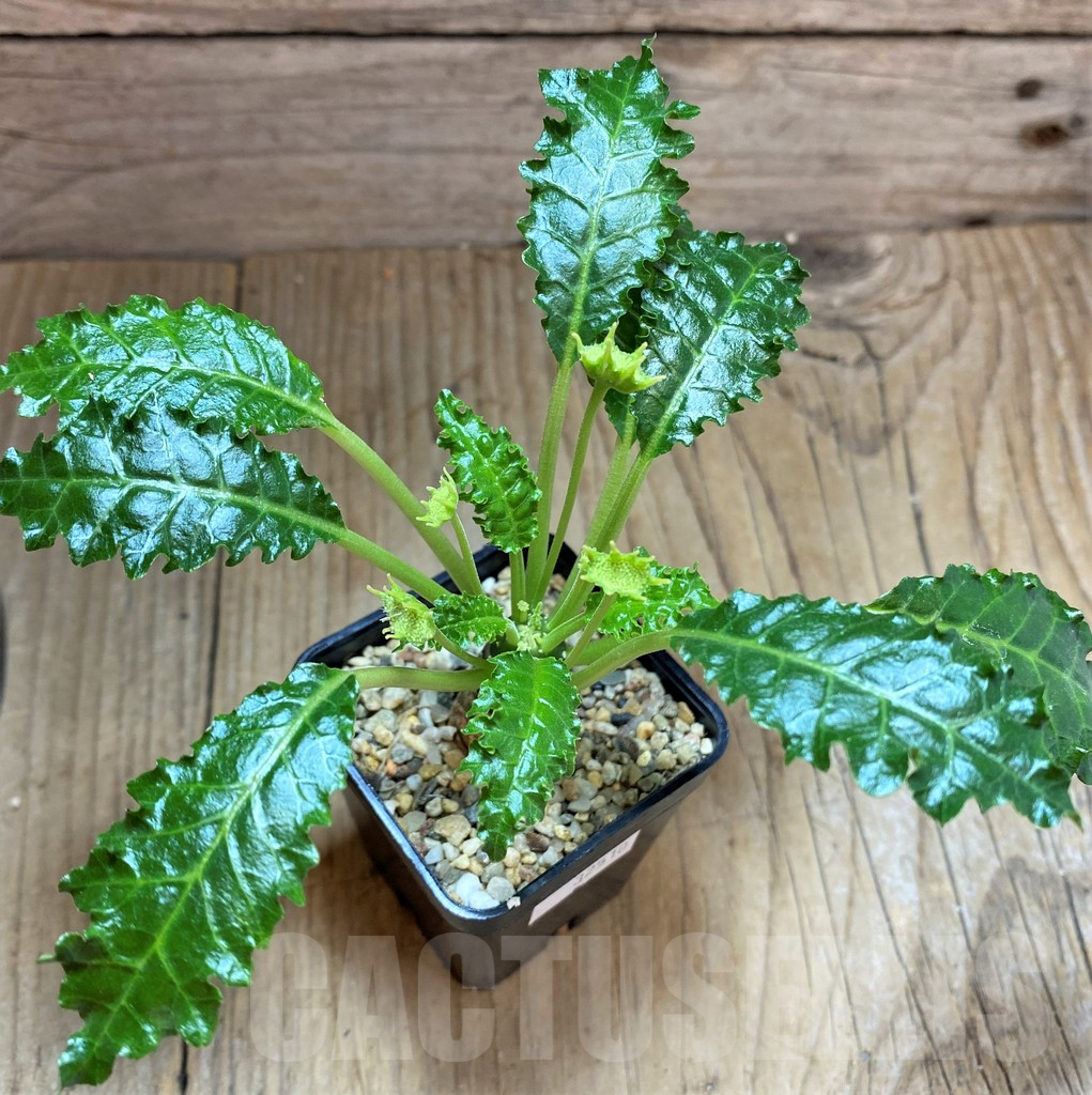 SHPR32510 Dorstenia horwoodii - immagine 2