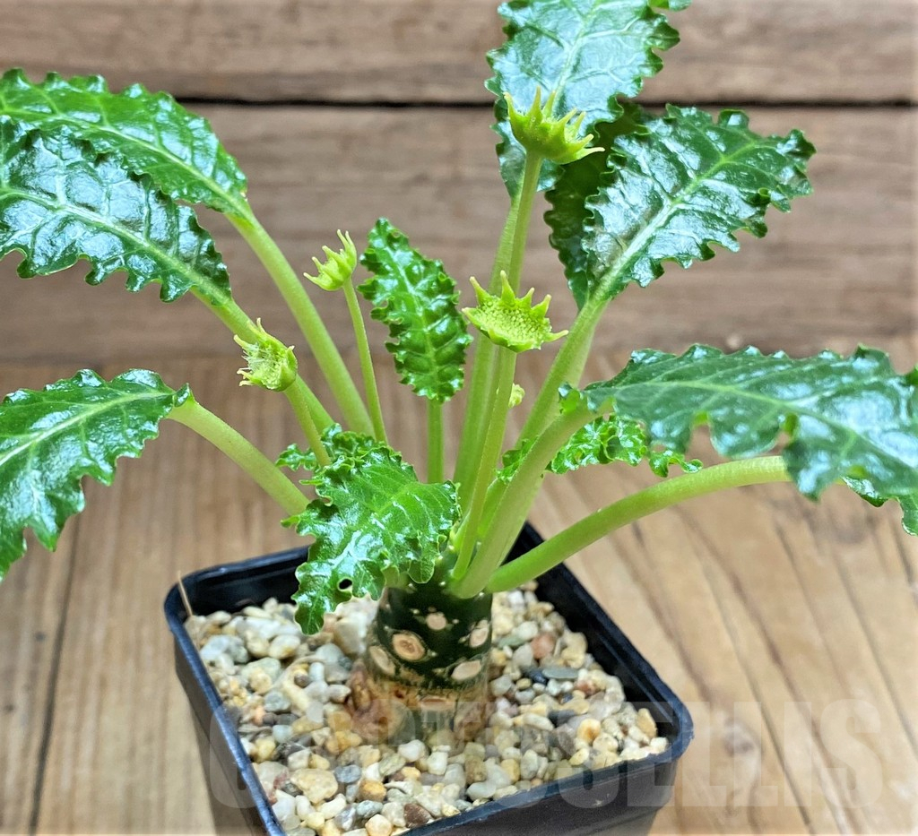 SHPR32510 Dorstenia horwoodii - immagine 3