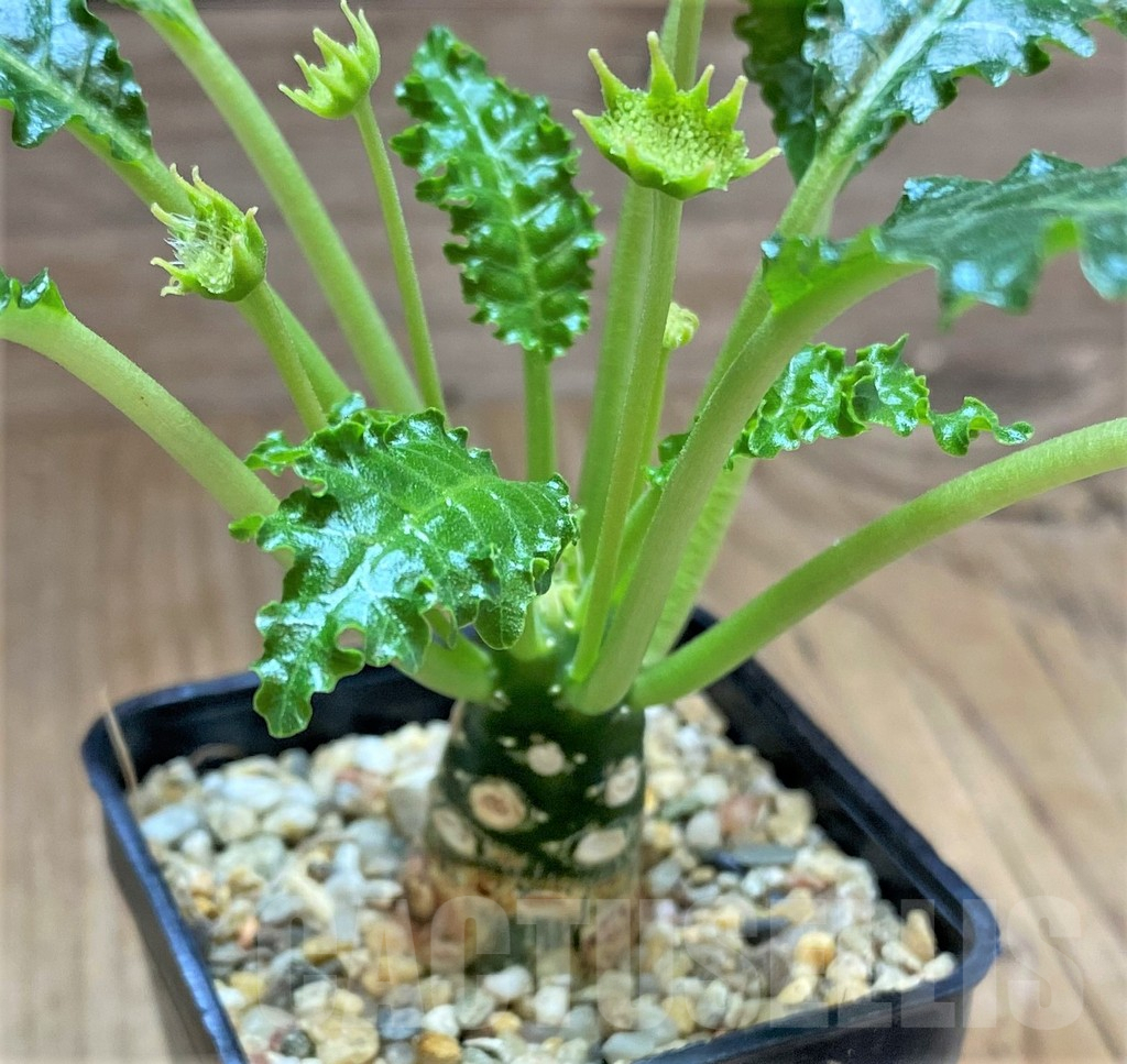 SHPR32510 Dorstenia horwoodii