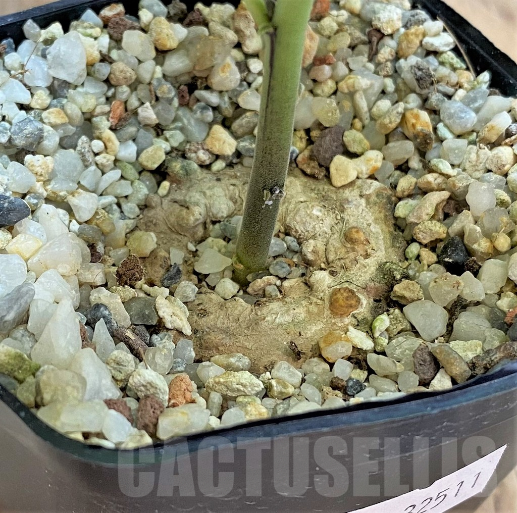 SHPR32511 Dorstenia benguellensis ES22533 - immagine 2