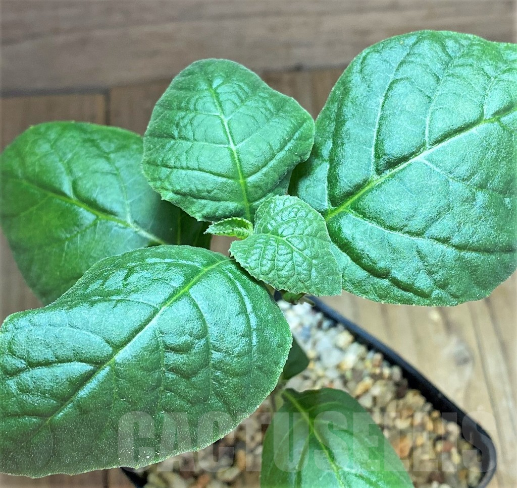 SHPR32511 Dorstenia benguellensis ES22533 - immagine 3