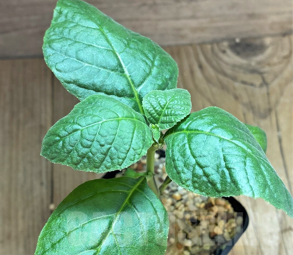 SHPR32511 Dorstenia benguellensis ES22533