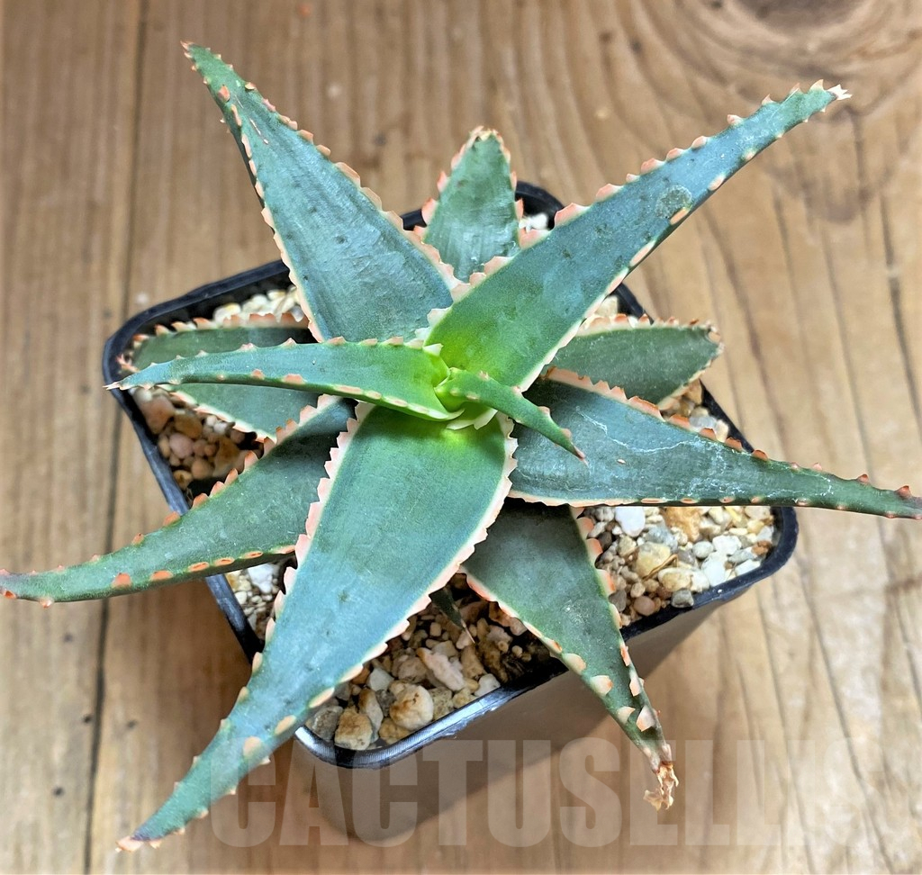 SHPR32512 Aloe TCT hybrid - immagine 2