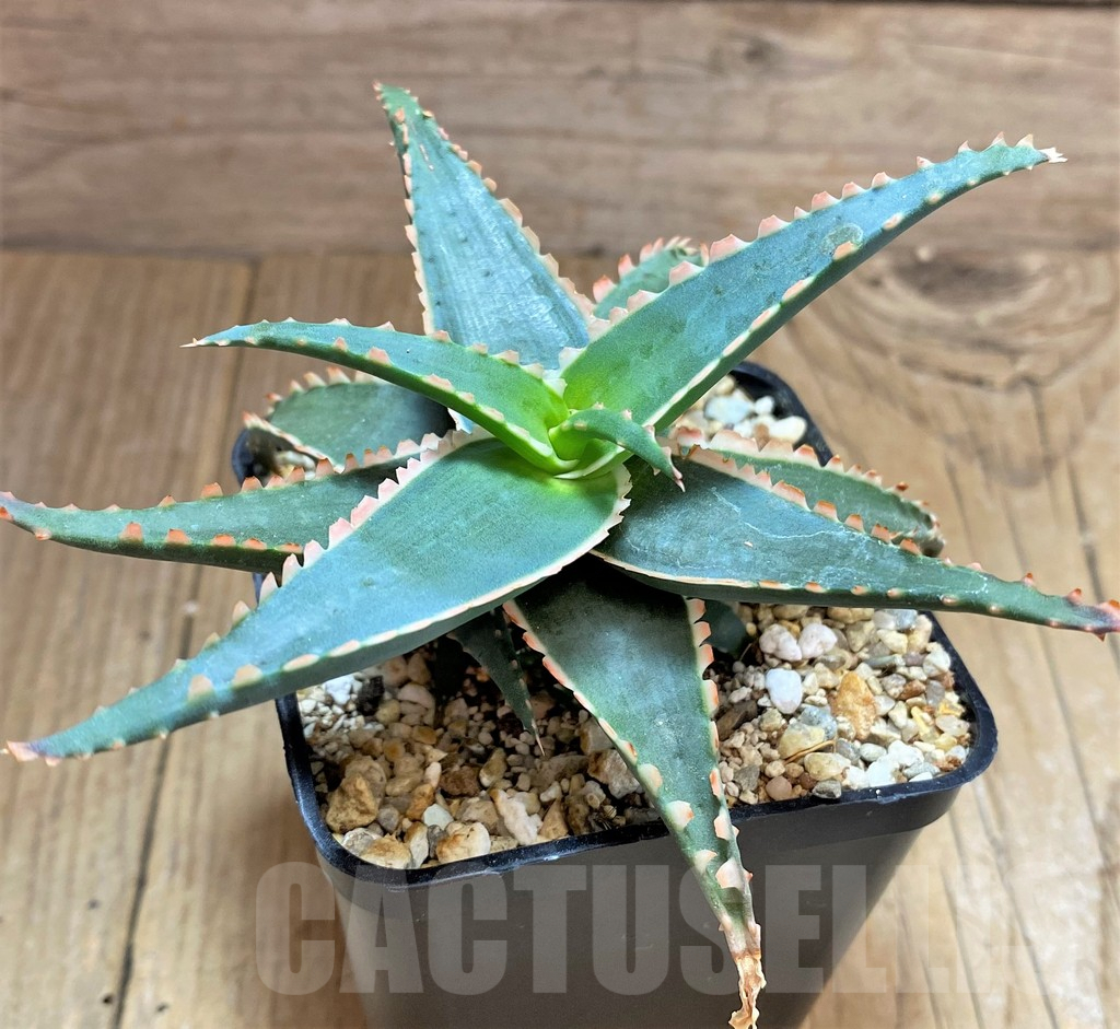 SHPR32512 Aloe TCT hybrid - immagine 3