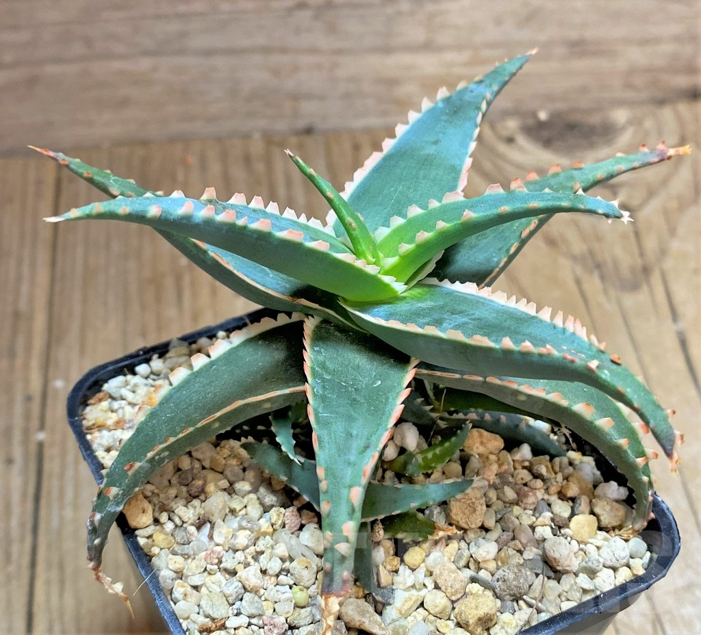 SHPR32512 Aloe TCT hybrid
