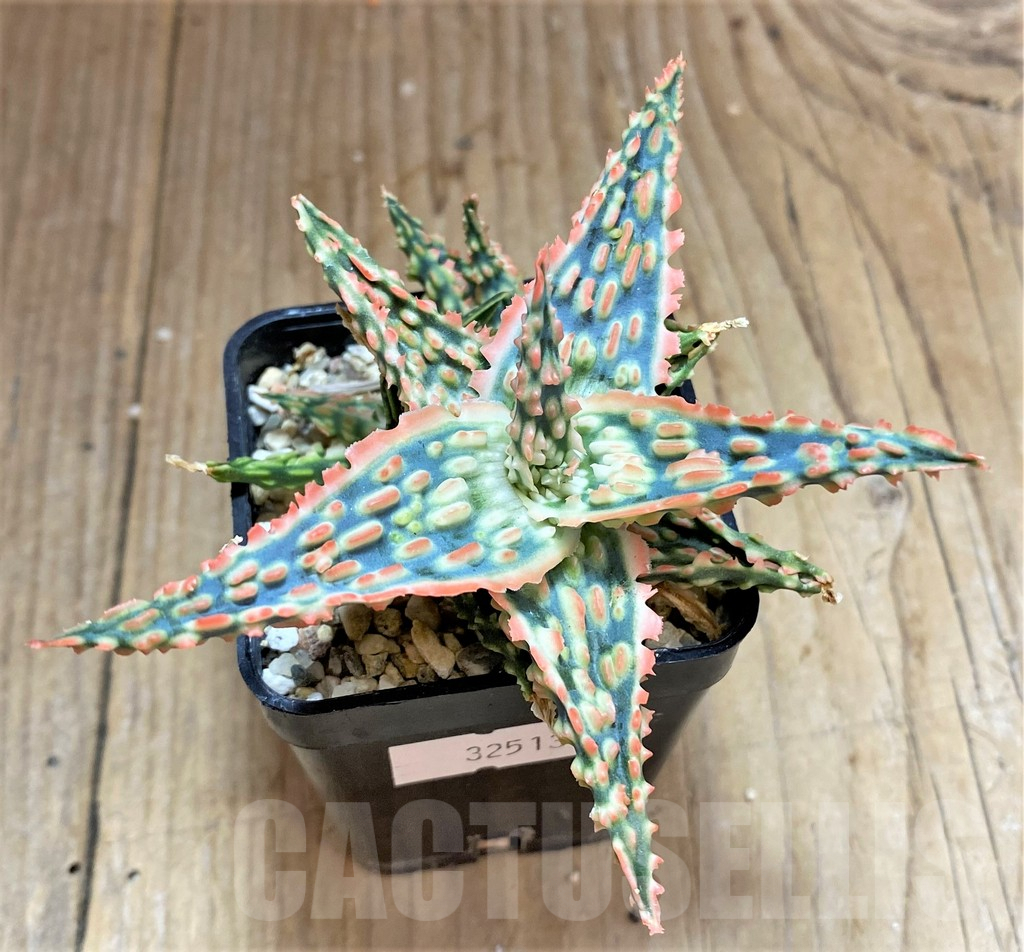 SHPR32513 Aloe TCT hybrid - immagine 2