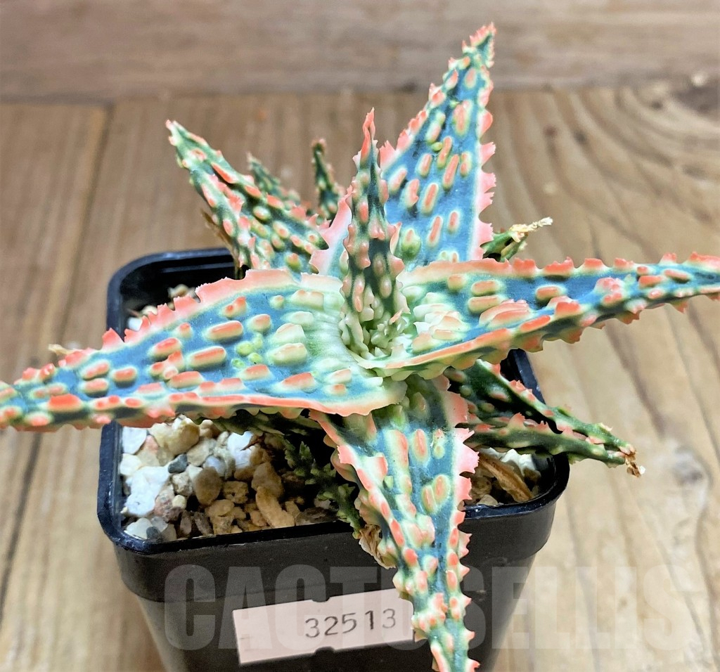 SHPR32513 Aloe TCT hybrid