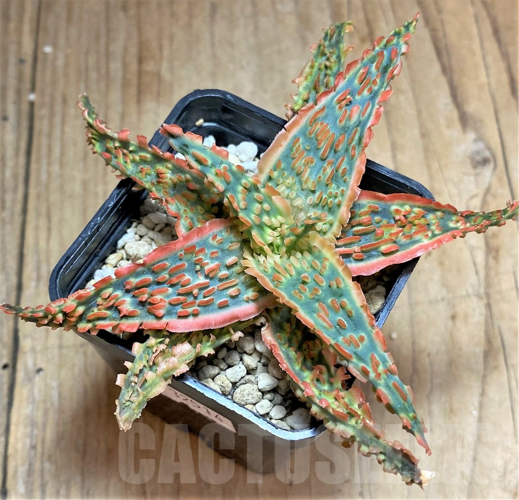 SHPR32514 Aloe TCT hybrid - immagine 2