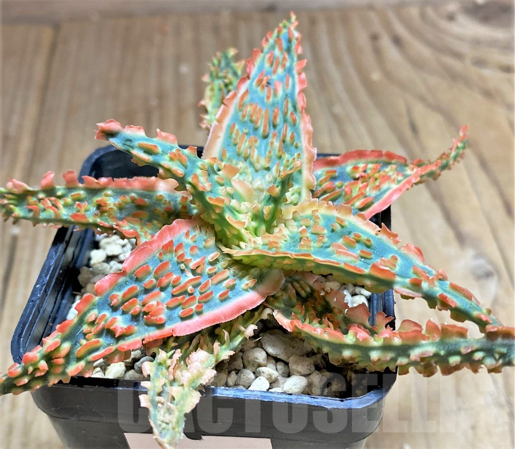 SHPR32514 Aloe TCT hybrid