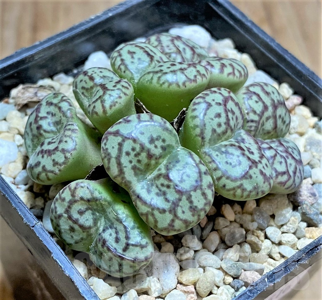 SHPR32516 Conophytum obcordellum - immagine 2