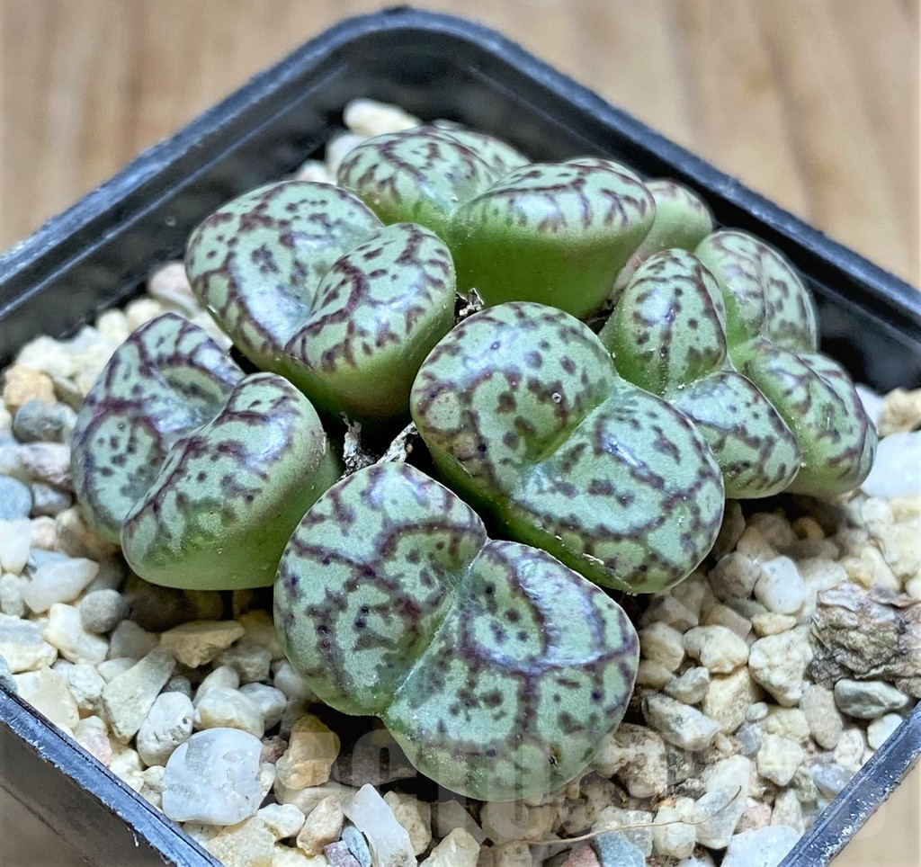 SHPR32516 Conophytum obcordellum