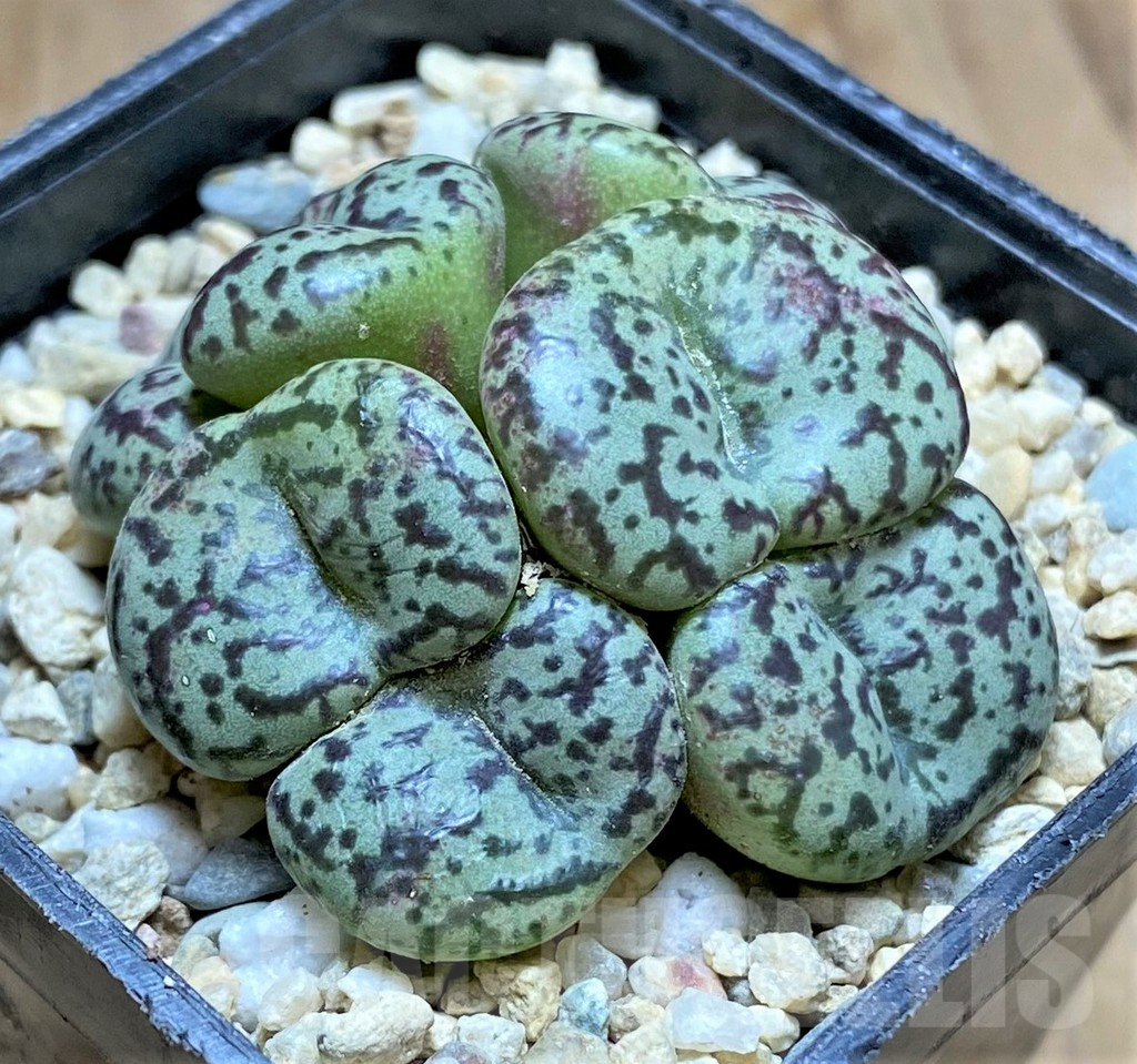 SHPR32517 Conophytum obcordellum
