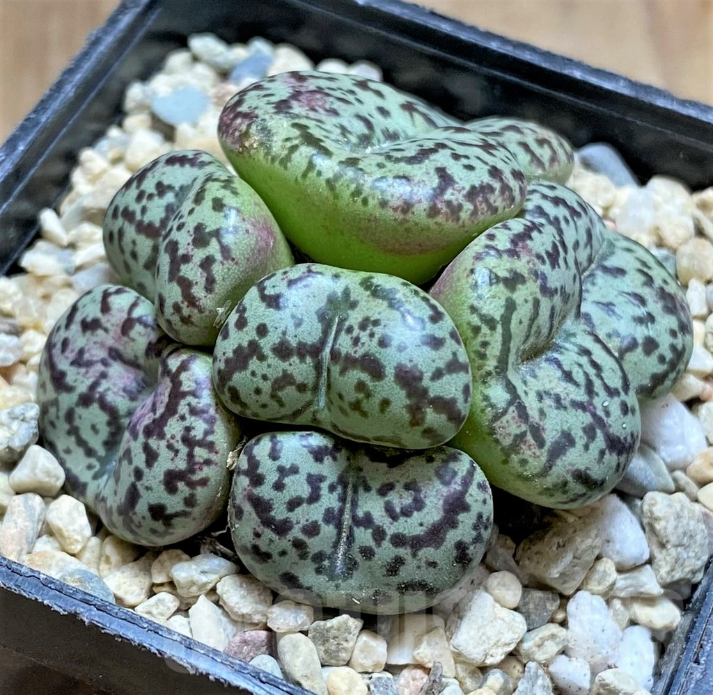 SHPR32517 Conophytum obcordellum - immagine 2