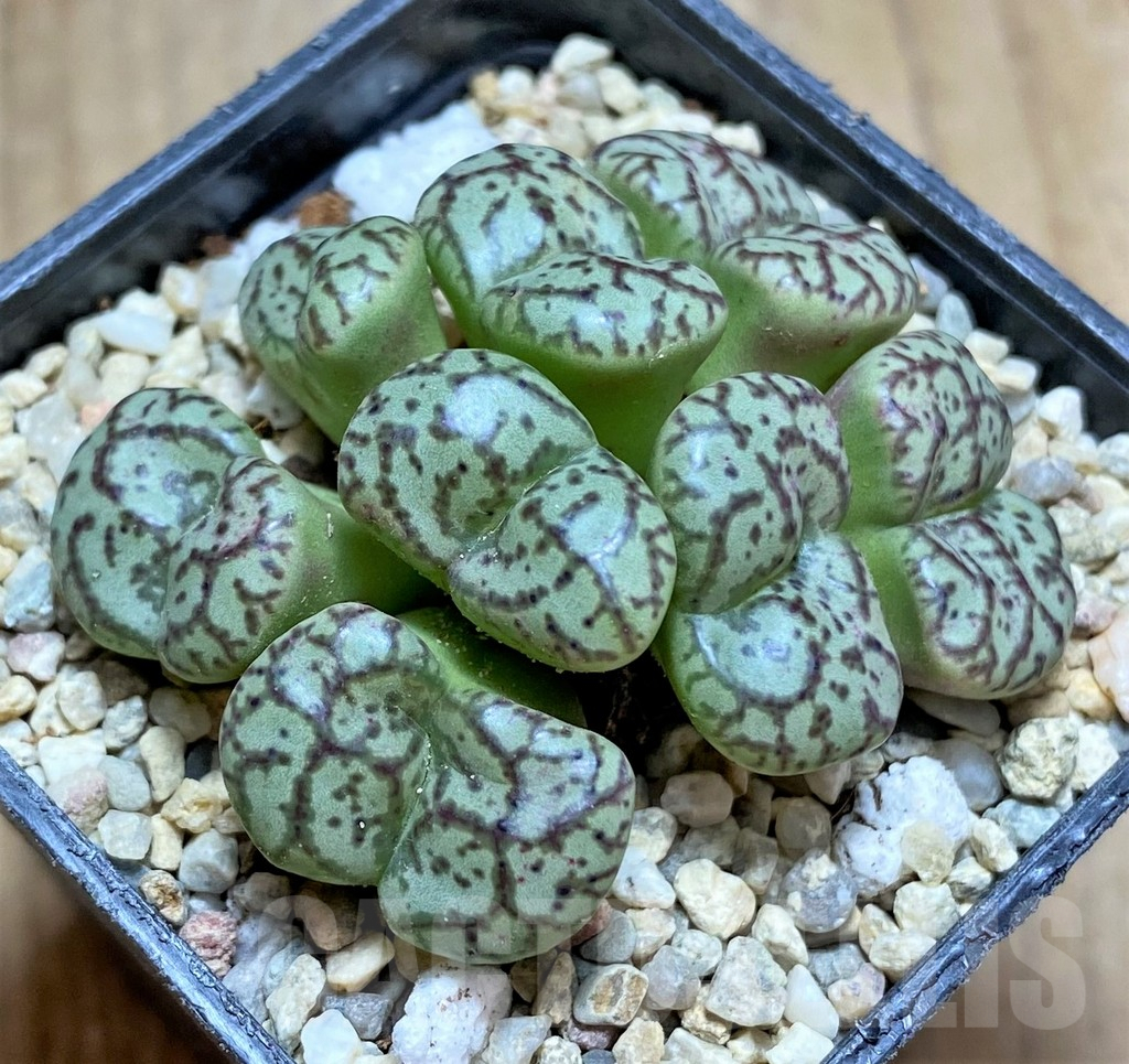 SHPR32518 Conophytum obcordellum – Bild 2