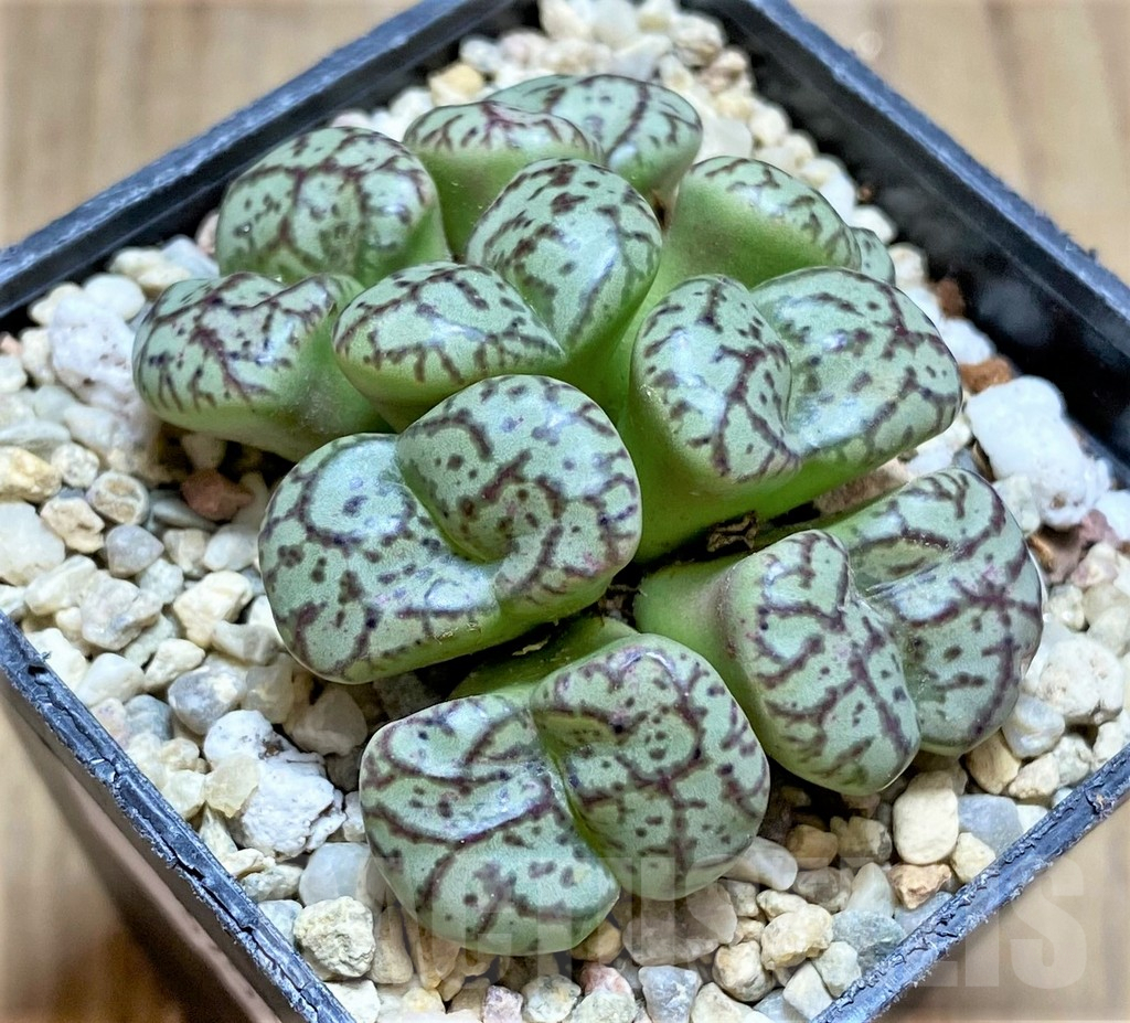 SHPR32518 Conophytum obcordellum