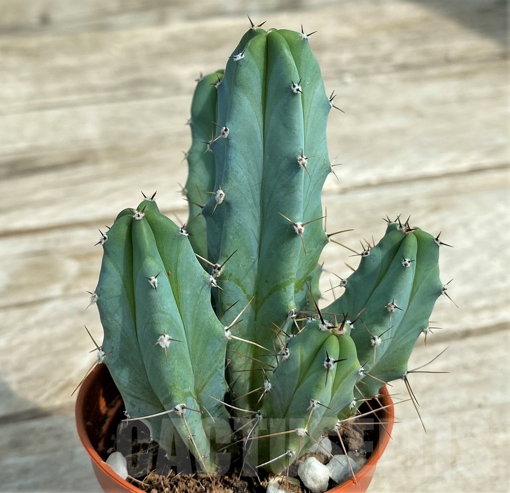 SHPR32528 Myrtillocactus geometrizans