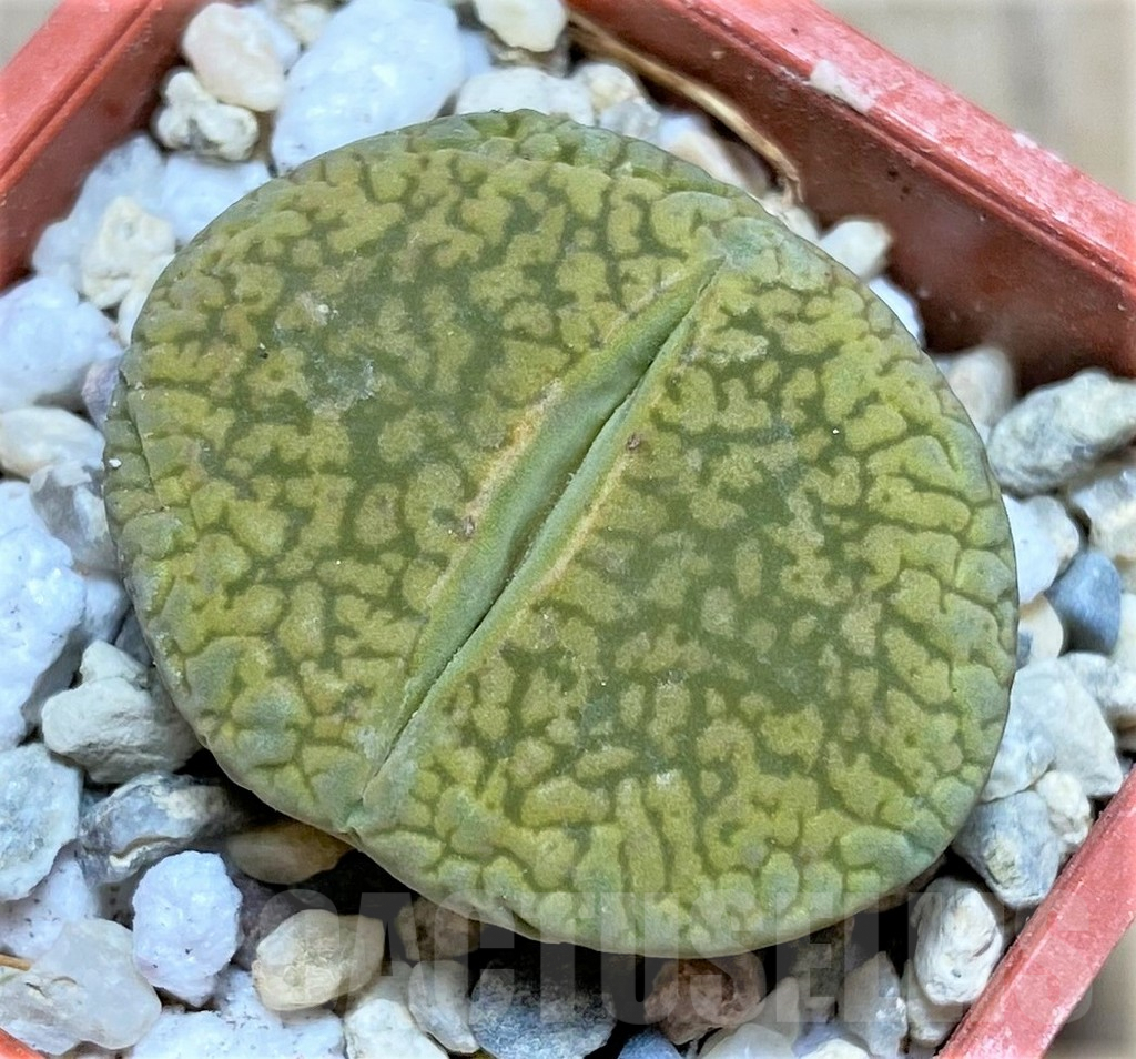SHPR32578 Lithops aucampiae ‘Jackson’s Jade’ C395