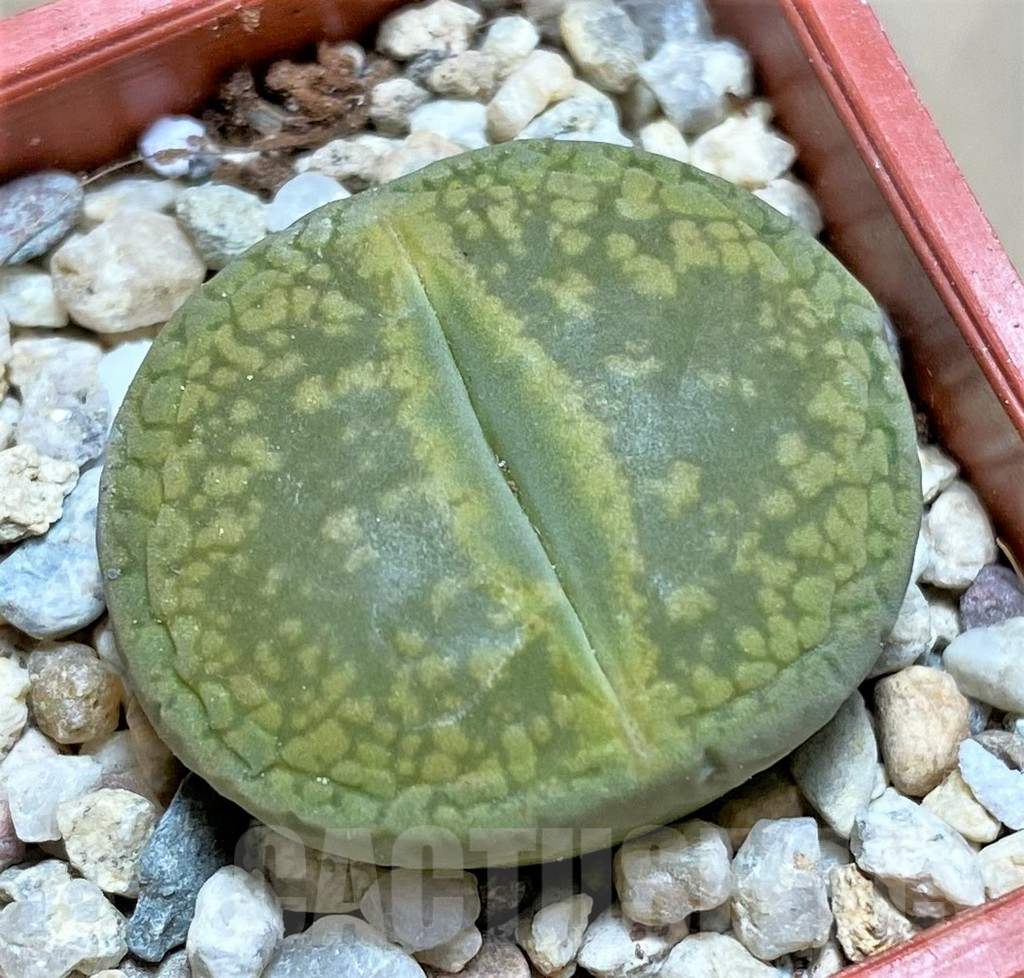 SHPR32579 Lithops aucampiae ‘Jackson’s Jade’ C395